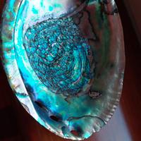 Conchiglia di mare di abalone