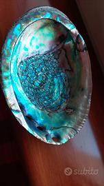 Conchiglia di mare di abalone