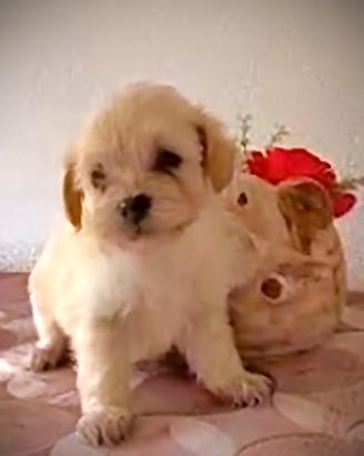 Maltipoo