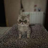 Cucciolo di exotic shorthair silver