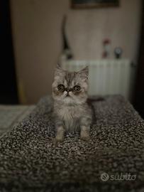 Cucciolo di exotic shorthair silver