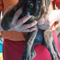 Boxer cuccioli