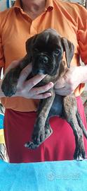 Boxer cuccioli