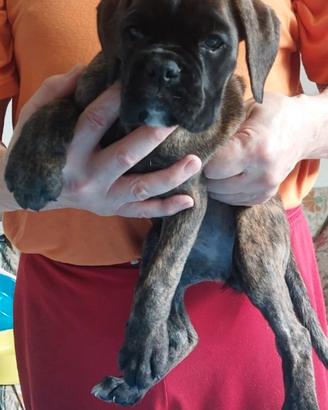 Boxer cuccioli