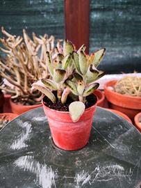Kalanchoe tomentosa "Panda plant"
