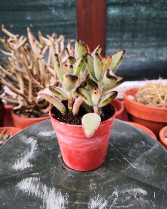 Kalanchoe tomentosa "Panda plant"