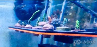 Coralli acquario marino