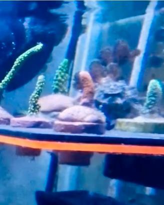 Coralli acquario marino