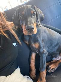 Dobermann Cucciolo Maschio Nero