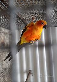 conuro del sole 