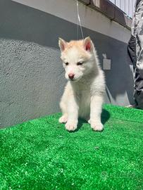 Siberian Husky