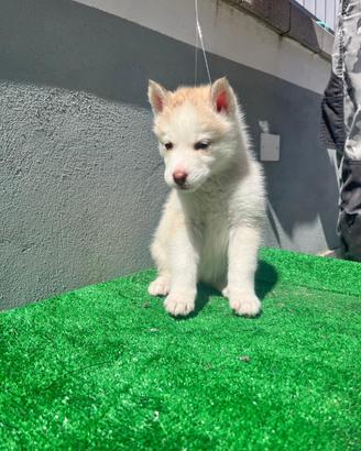 Siberian Husky