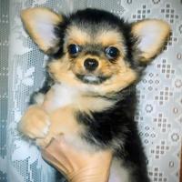 Chihuahua pelo lungo maschietto perfetto