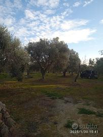 Terreno ulivi