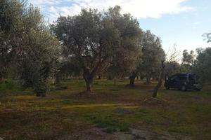 Terreno ulivi
