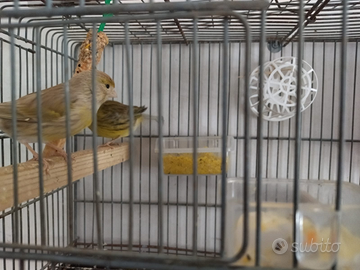 Canarini a 8 euro l'uno prezzo bomba approfittare