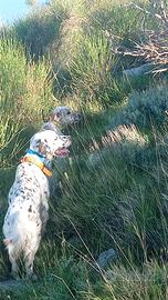 Setter inglese