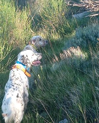 Setter inglese