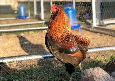 Gallo aracuna