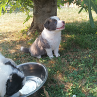 Cuccioli Border Collie (2 M e 2 F)