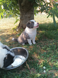 Cuccioli Border Collie (2 M e 2 F)