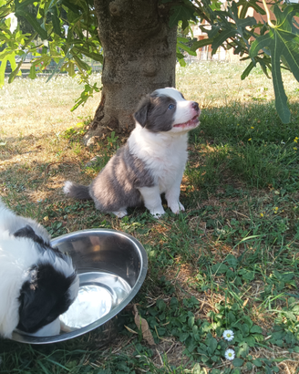 Cuccioli Border Collie (2 M e 2 F)