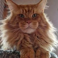 Cucciolo Gatti Maine Coon con Peedigree