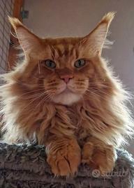 Cucciolo Gatti Maine Coon con Peedigree