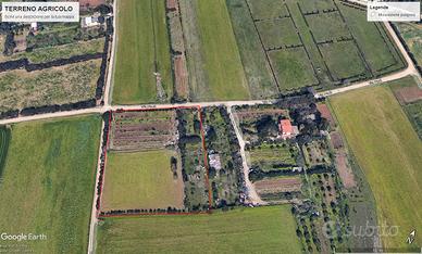 Terreno agricolo piantumato