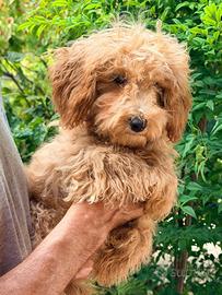 Cucciolo di barboncino toy