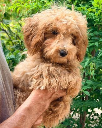 Cucciolo di barboncino toy