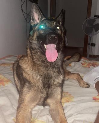 Cane pastore belga malinois