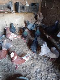 Piccioni