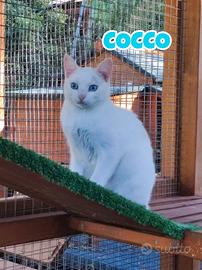 Amarena e Cocco gatti di 1 anno