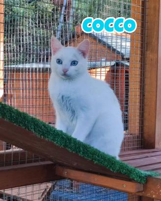 Amarena e Cocco gatti di 1 anno