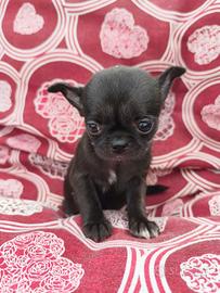  femmina chihuahua da borsetta 