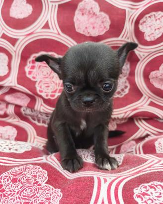  femmina chihuahua da borsetta 