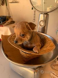 Cucciolo di Pinscher