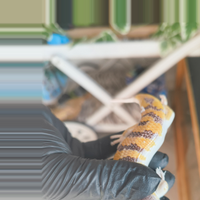 Scinco delle sabbie africane