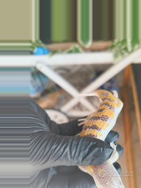 Scinco delle sabbie africane