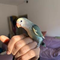 Pappagalli allevato a mano