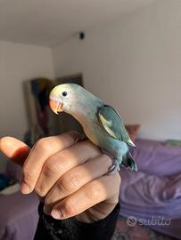 Pappagalli allevato a mano