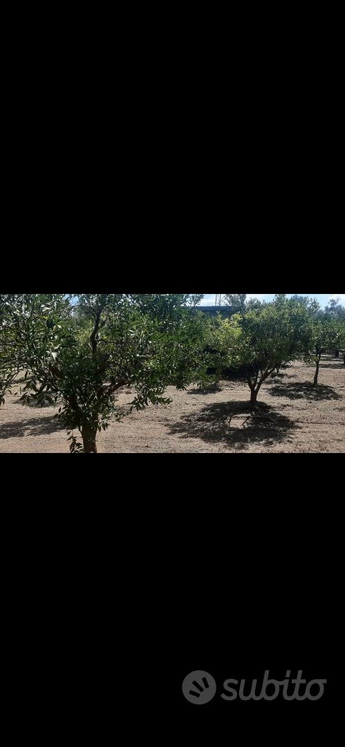 terreno con rustico - Vista 3