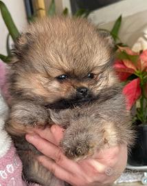 Spitz nano - volpino di Pomerania con pedigree