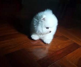 Spirz nano volpino pomerania