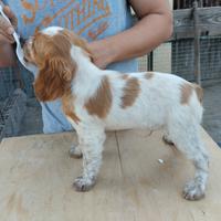 Splendido cucciolo Epagneul Breton