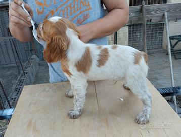 Splendido cucciolo Epagneul Breton