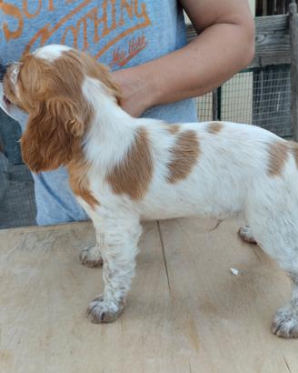 Splendido cucciolo Epagneul Breton