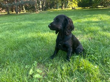 Cocker Spaniel Inglese PEDIGREE ENCI