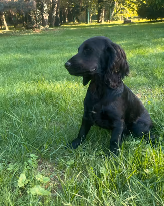 Cocker Spaniel Inglese PEDIGREE ENCI
